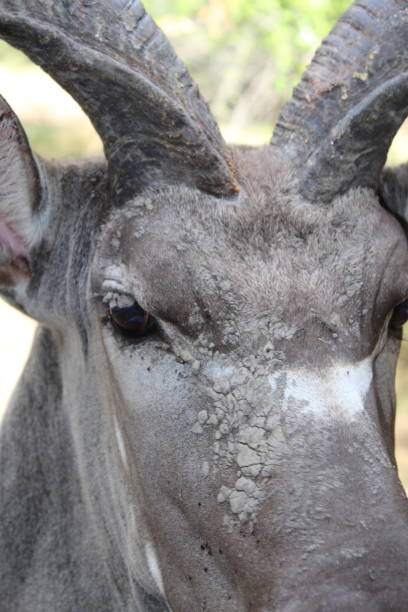 Kudu bull close-up 2 stock photo