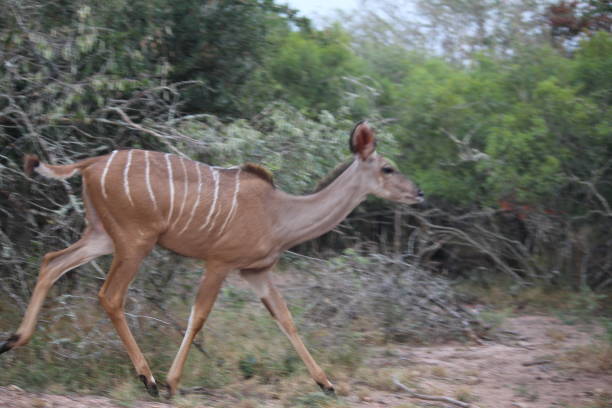 Kudu crossing the road stock photo