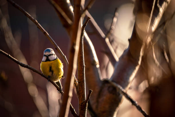 istock Cyanistes caeruleus, Blue tit sits in a bush 1364075746