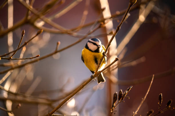 istock Cyanistes caeruleus, Blue tit sits in a bush 1364075921