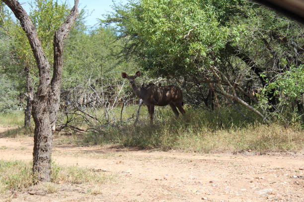 Kudu Looking from behind the bushes stock photo