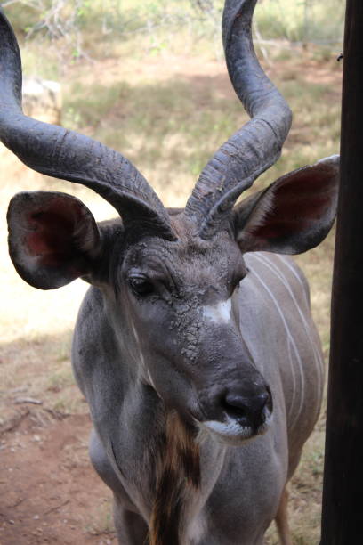 Curious Kudu bull stock photo