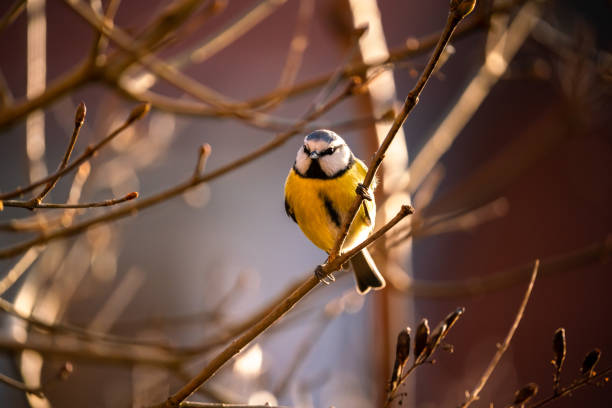 istock Cyanistes caeruleus, Blue tit sits in a bush 1364076036