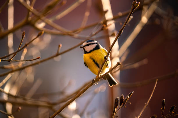 istock Cyanistes caeruleus, Blue tit sits in a bush 1364076037