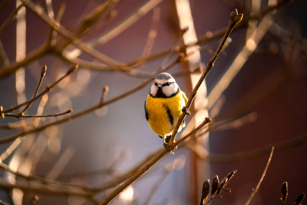 istock Cyanistes caeruleus, Blue tit sits in a bush 1364076084