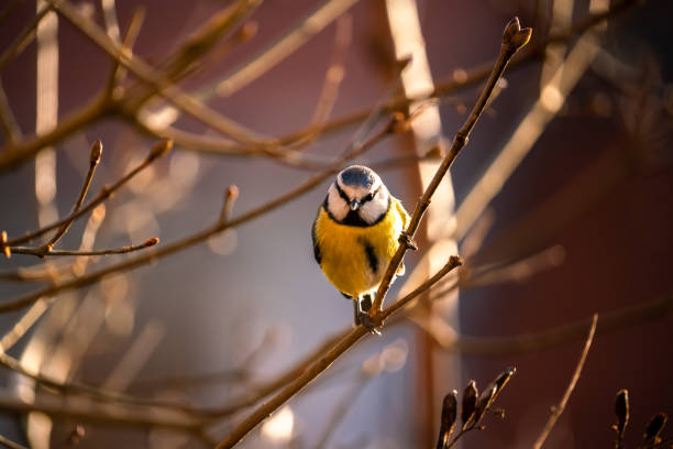 istock Cyanistes caeruleus, Blue tit sits in a bush 1364076145