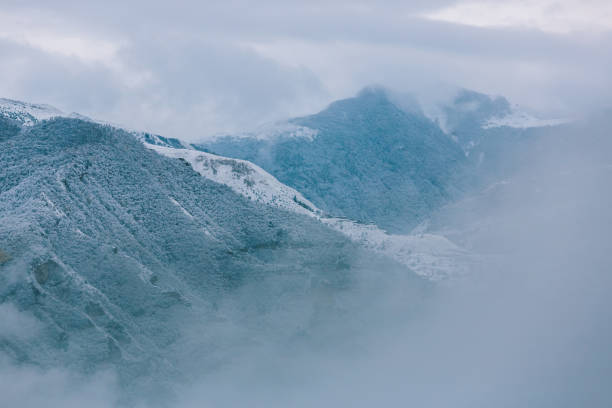 snowy fir trees in fog - winter in the mountains