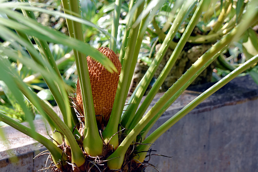 A male cone of ancient genus of trees Cycas circinalis with the green leaf crown appearing to arise directly from the ground in Botanical Garden Zurich or Botanischer Garten Zuerich, Switzerland.