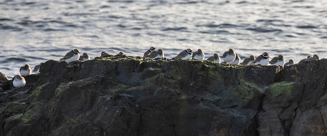 Part of a high tide roost of Ringed Plovers and Dunlins on a rock resting as they wait for the tide to turn when they will be able to resume foraging.