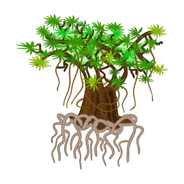 Vector illustration of Mangrove tree rooted isolated on white background. Tropical tree with tangled underwater strong roots and green leaves.