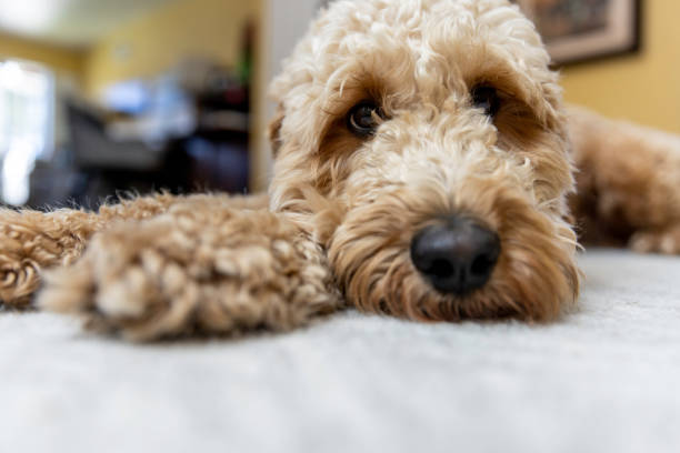 istock Goldendoodle Dog at Home 1364081626