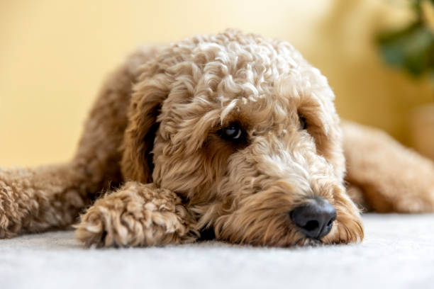 istock Goldendoodle Dog at Home 1364081633
