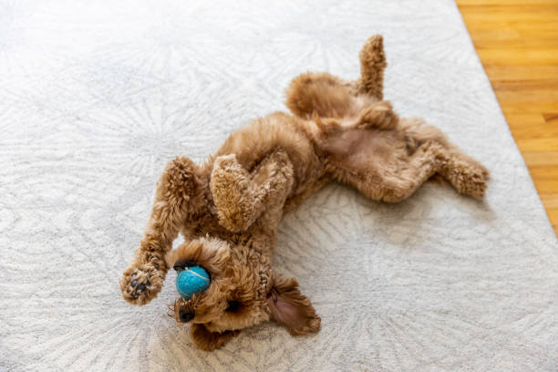 istock Goldendoodle Dog at Home 1364081641