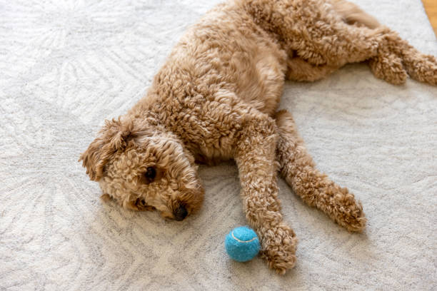 istock Goldendoodle Dog at Home 1364081645
