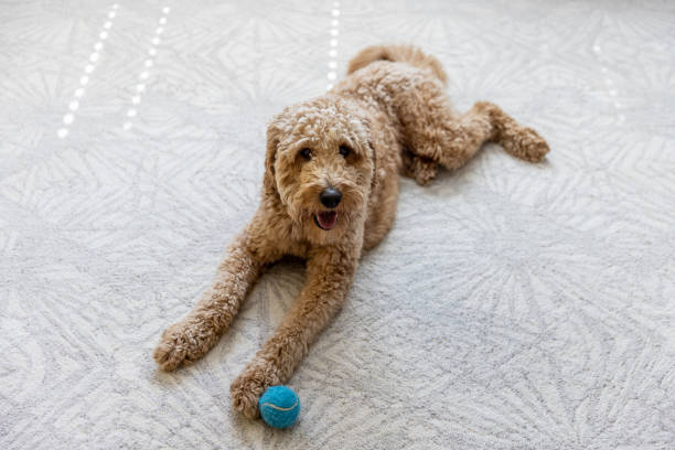 istock Goldendoodle Dog at Home 1364081667