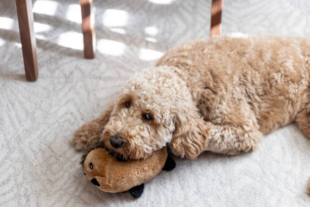 istock Goldendoodle Dog at Home 1364081672