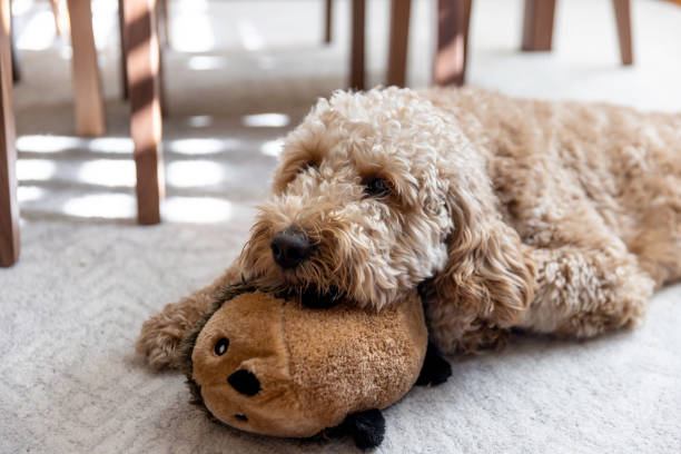 istock Goldendoodle Dog at Home 1364081684