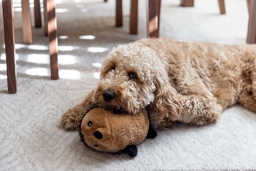High quality stock photos of a goldendoodle puppy at home.