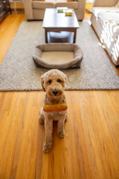istock Goldendoodle Dog With Toy Donut 1364081715
