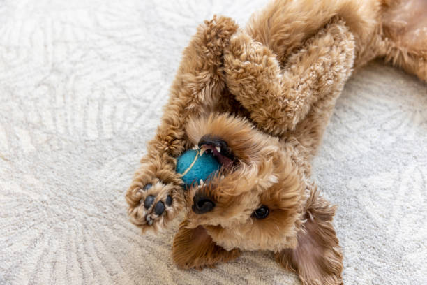 istock Goldendoodle Dog at Home 1364081745