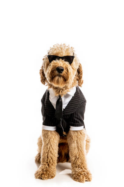 Goldendoodle Dog Dressed for Success High quality stock photos of a goldendoodle wearing a tuxedo. dog tuxedo stock pictures, royalty-free photos & images