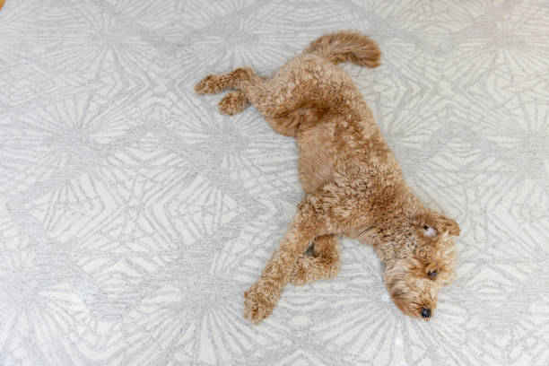 istock Goldendoodle Dog at Home 1364081759