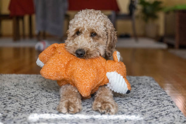 istock Goldendoodle Dog with Toy Fox 1364081763