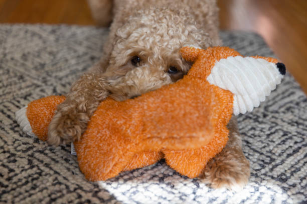 istock Goldendoodle Dog with Toy Fox 1364081768
