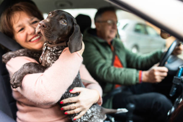 istock On my way to the vet 1364082904