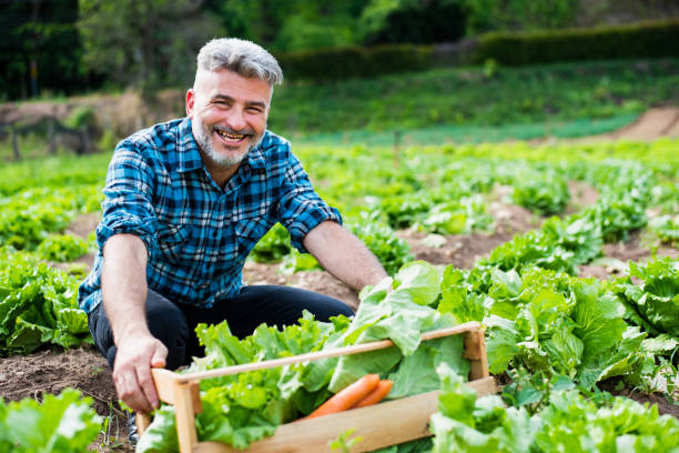 Man in the vegetable field