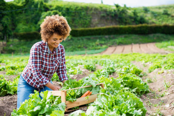 istock Woman in the vegetable field 1364083108
