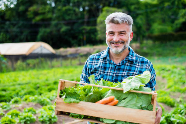 istock Man in the vegetable field 1364083112
