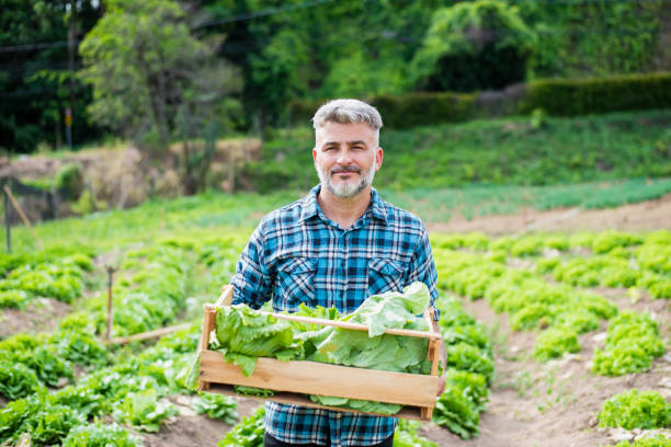 istock Man in the vegetable field 1364083143