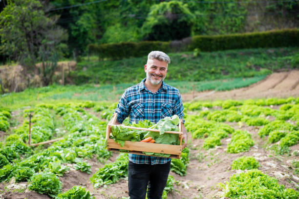 istock Man in the vegetable field 1364083144