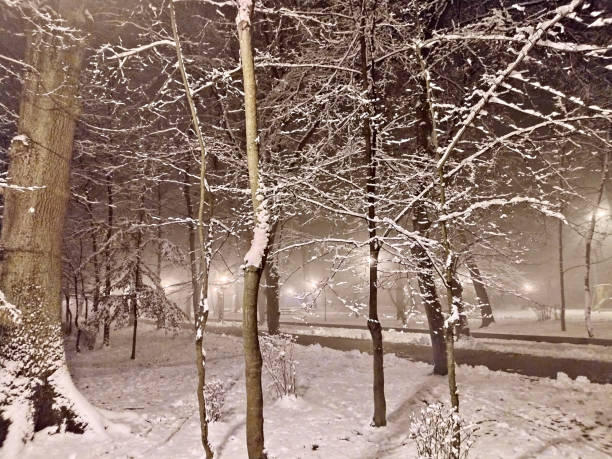 winter in the park - Baia Mare city