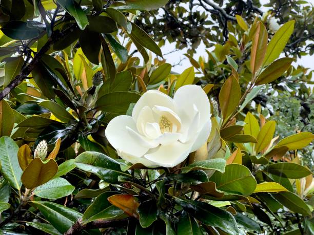 Horizontal closeup photo of a single perfect white flower, flower Bud and glossy green leaves growing on a Magnolia tree in a garden.