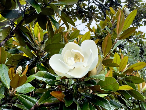 Horizontal closeup photo of a single perfect white flower, flower Bud and glossy green leaves growing on a Magnolia tree in a garden.