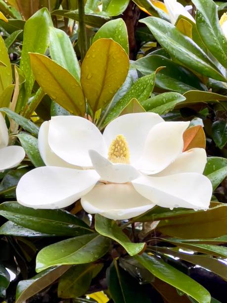 Flowering Magnolia Tree in Summer Vertical closeup photo of a single perfect white flower and glossy green leaves growing on a Magnolia tree in a garden. magnolia white flower large stock pictures, royalty-free photos & images