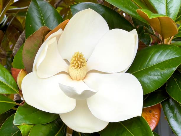 floración del árbol de magnolia en verano - magnolia white single flower flower fotografías e imágenes de stock