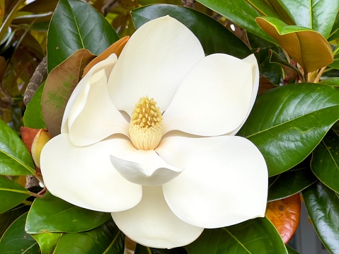 White Magnolia denudata 'Giubiasco' in flower