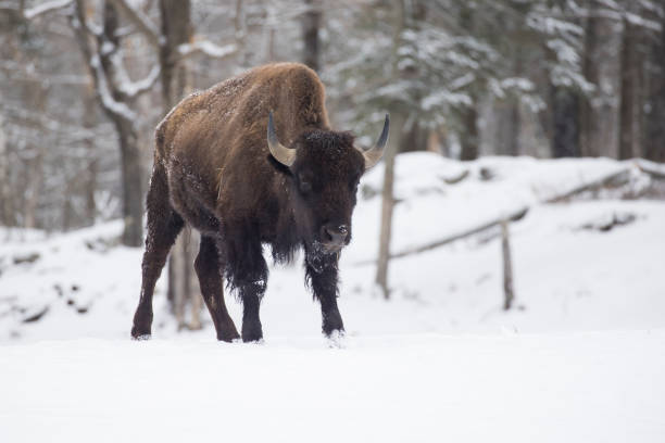 American Bison (Bos bison, Bison bison) close-up in winter.  Lamar Valley of Yellowstone National Park, Wyoming