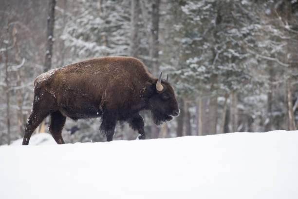 American bison or simply bison (Bison bison) in winter