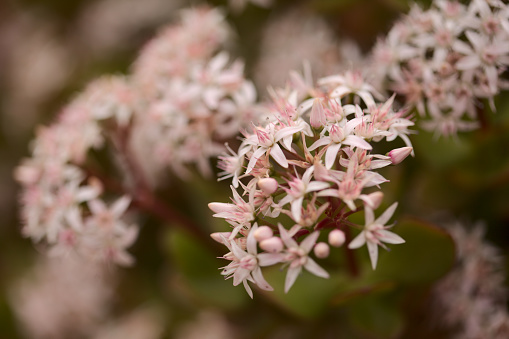 Small pink and red flowers of Crassula ovata, money tree, natural floral background