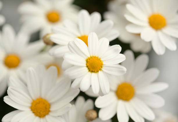 flora von gran canaria - argyranthemum, margerite gänseblümchen - marguerite stock-fotos und bilder