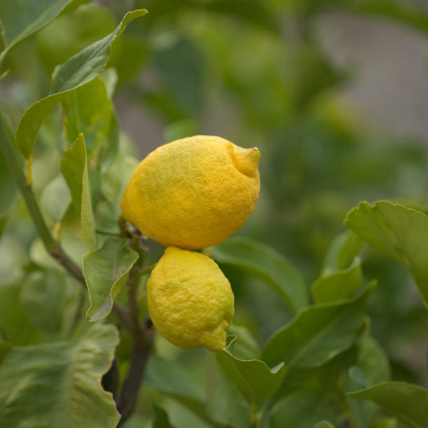 istock Agriculture of Gran Canaria - Lemon fruit on branches 1364086125