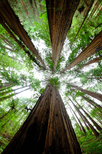 istock Muir Woods Forest Redwood Trees California 1364086907