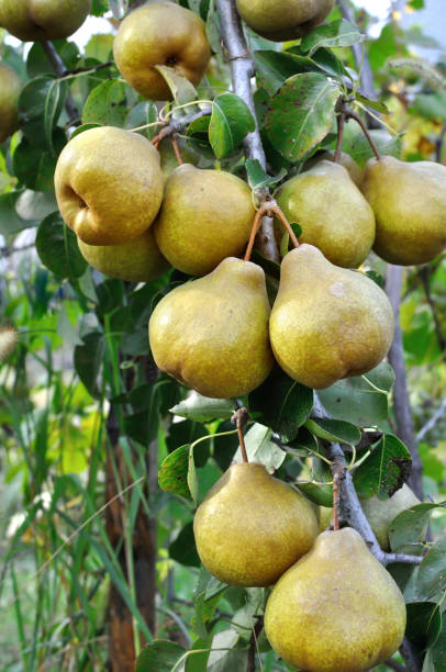 istock closeup of ripening pears 1364086946