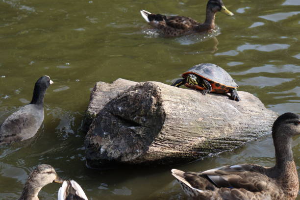 istock Terrapin in the wild 1364087125