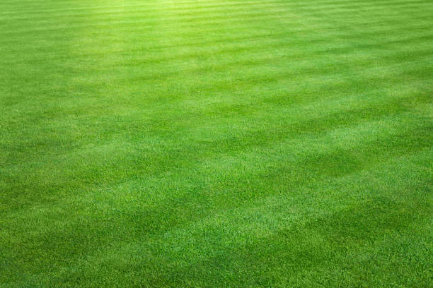 Grass Field An aerial view of a large patch of some freshly cut, healthy, green grass on a sunny day. Mowed in a checkerboard pattern as seen in sports stadiums and large yards. lawn  stock pictures, royalty-free photos & images