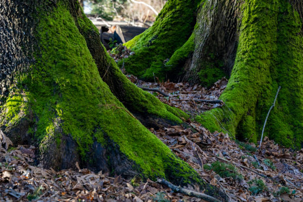 Queen Anne Nature, Seattle, Washington U.S.A.   On a January  afternoon.